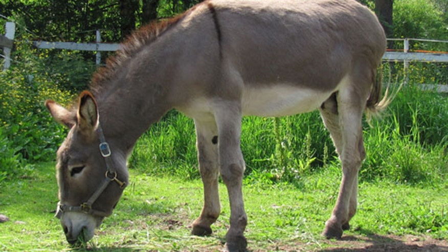 donkey