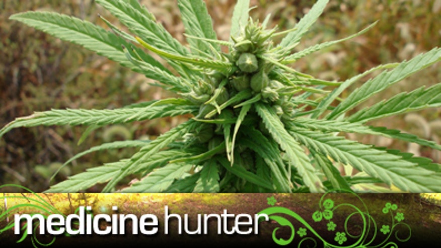 marijuana_plant_banner.jpg