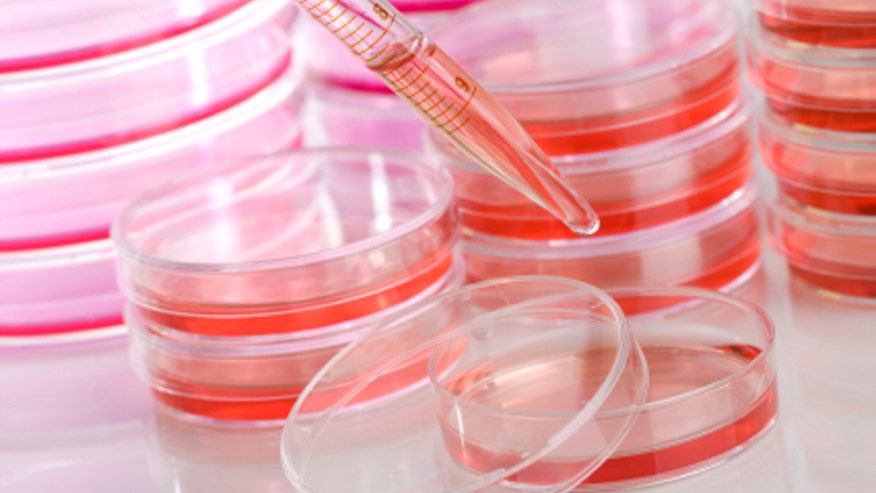 stem cells