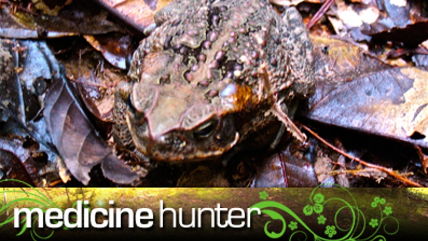 toad sucking banner