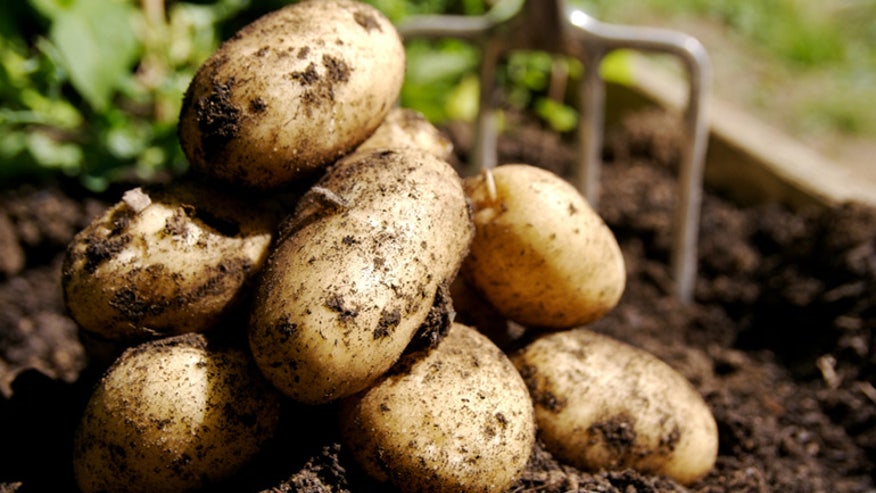 Potatoes