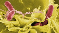 The owner of a Las Vegas eatery at the center of a Salmonella outbreak said Friday he does not plan to reopen the restaurant at its current location.