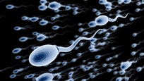 When it comes to birth control, numerous options are available to women to help them regulate their menstrual cycle and prevent ovulation. But what if a birth control pill for men were available? That prospect may soon become a reality now that researchers have recently discovered a gene that is essential for the development of sperm