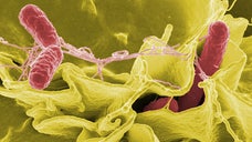 The owner of a Las Vegas eatery at the center of a Salmonella outbreak said Friday he does not plan to reopen the restaurant at its current location.