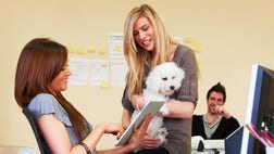 Imagine having man’s best friend—your pooch—sleeping at your feet while you’re crunching numbers at work. Well, companies like Zynga, Amazon, Ben  Jerry's, Clif bar and Google and even the U.S. Congress allow dogs at work.
