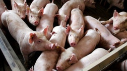 Farms in two of the nation's leading pork producing states have tested positive for the potentially fatal porcine epidemic diarrhea virus (PEDV), U.S. pork industry veterinarian official said Monday.