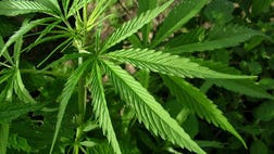 >A California family says a rare type of medical marijuana has helped control their 7-year-old son’s severe epilepsy, Fox 40 reported.