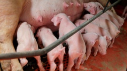 A swine virus deadly to young pigs, one never before seen in North America, is spreading rapidly across the United States and proving harder to control than previously believed.