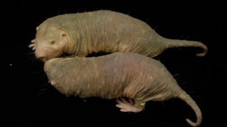 Apart from their hairless appearance, naked mole rats are known for several distinguishing characteristics: They have an unusually long life span for a rodent, and they seem to be protected from developing cancer.