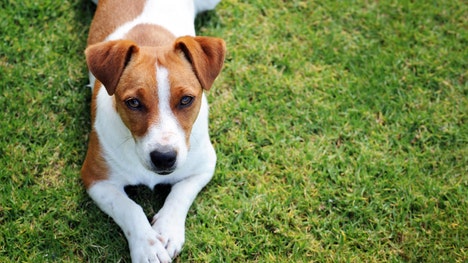 Man’s best friend may help out their human cohorts by bringing in the paper or fetching someone's slippers. But now our canine companions may help us find improved cancer drugs