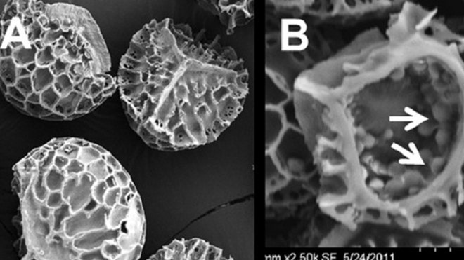 640_Pollen.jpg