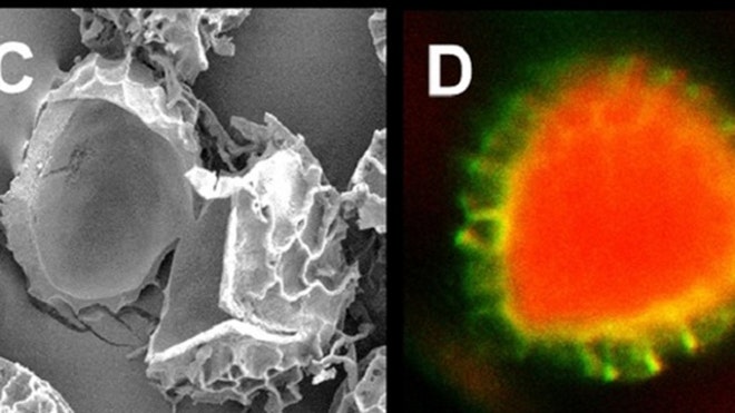640_Pollen2.jpg