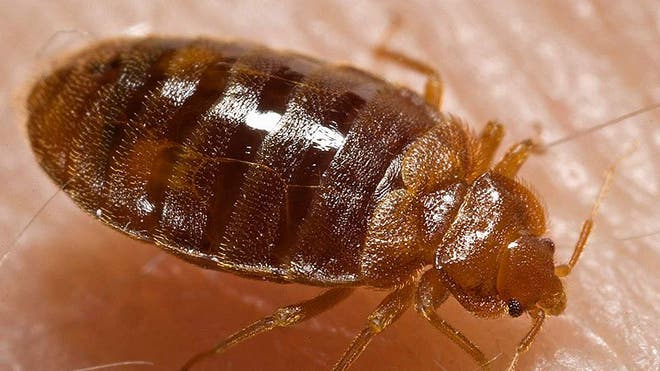 800px-Bed_bug,_Cimex_lectularius.jpg