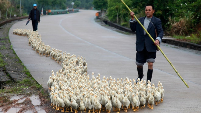 Bird flu ducks_Reuters.jpg