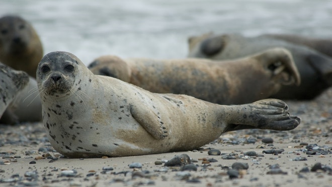 Seals Blamed For Increased Shark Sightings, Great White Attack Off Cape 