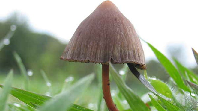 Magic_mushroom_640.jpg