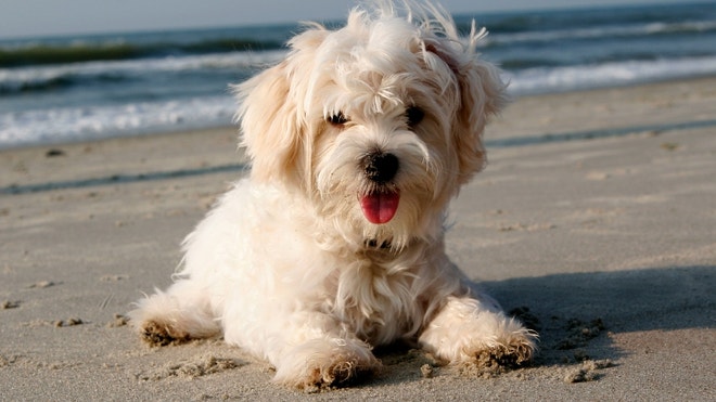 Maltese.JPG