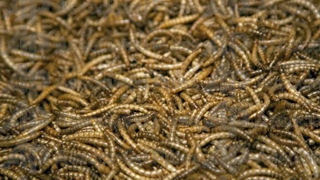 Mealworms.JPG