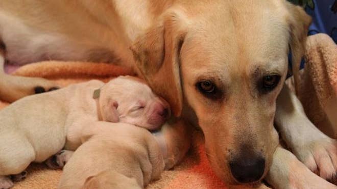Puppies.jpg