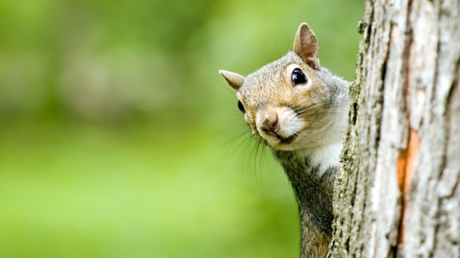 Squirrel.jpg