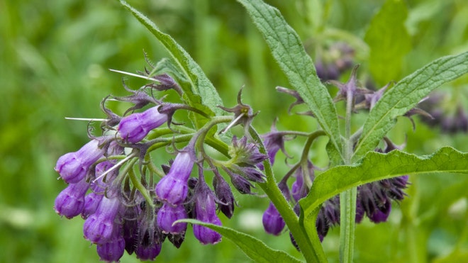 comfrey.jpg