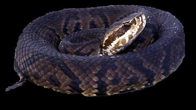 cottonmouth-photoedited.jpg