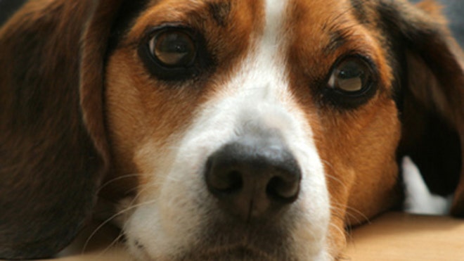 Dog face iStock