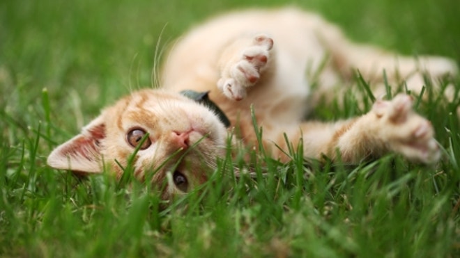 kitten
