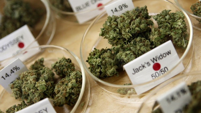 marijuana buds