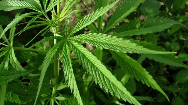 new_pot.JPG