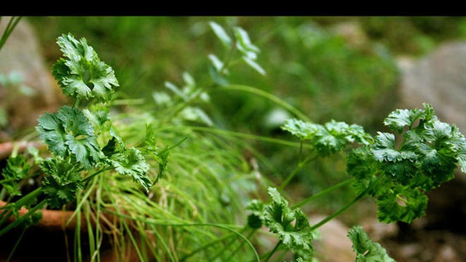 Chew Parsley