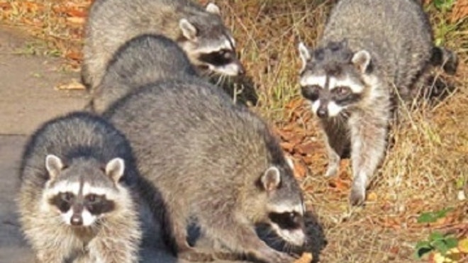 raccoons.JPG