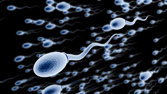 Sperm and BPA