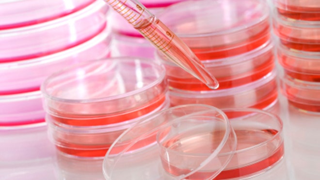 stem_cells.jpg