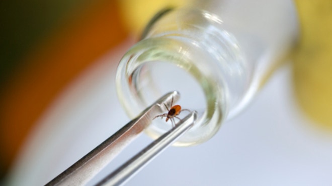 tick