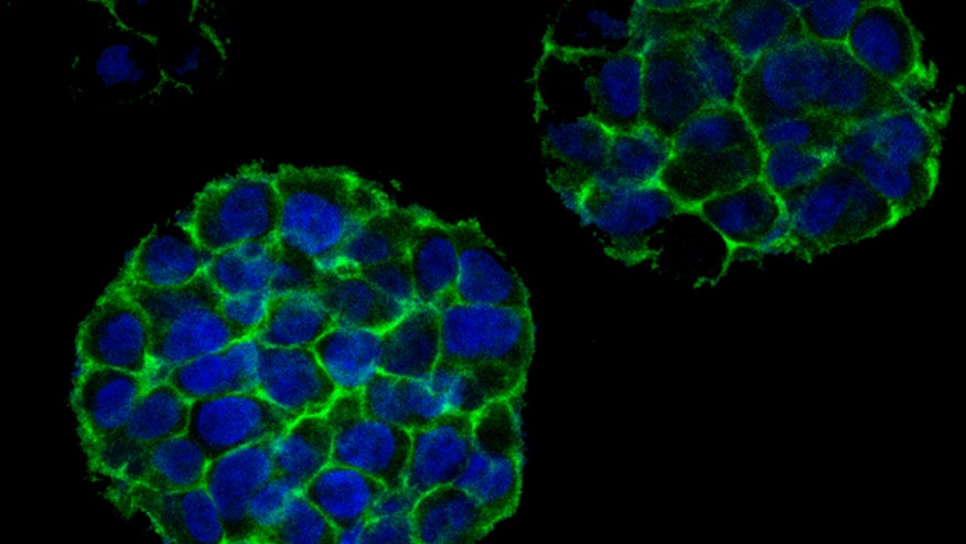 3d-hela-cells.jpg