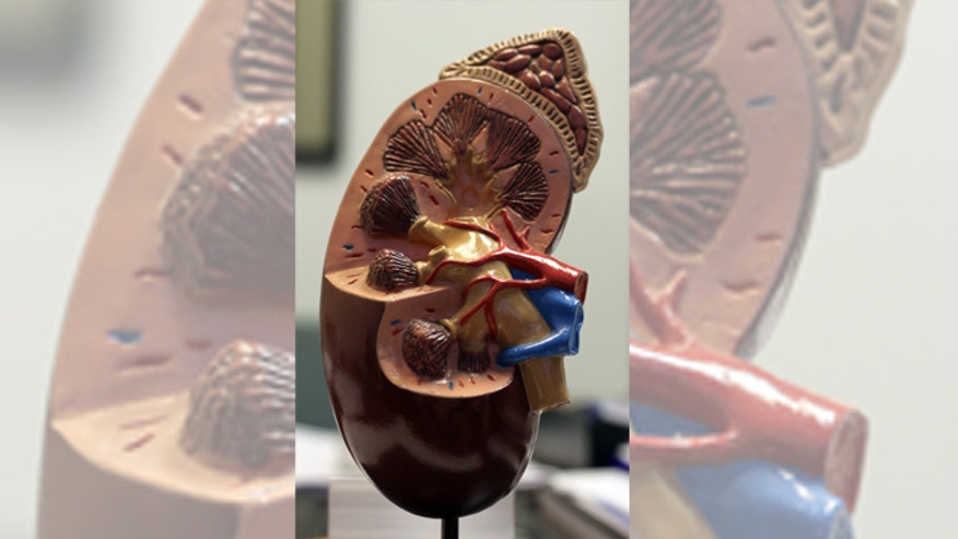 660_Kidney.jpg