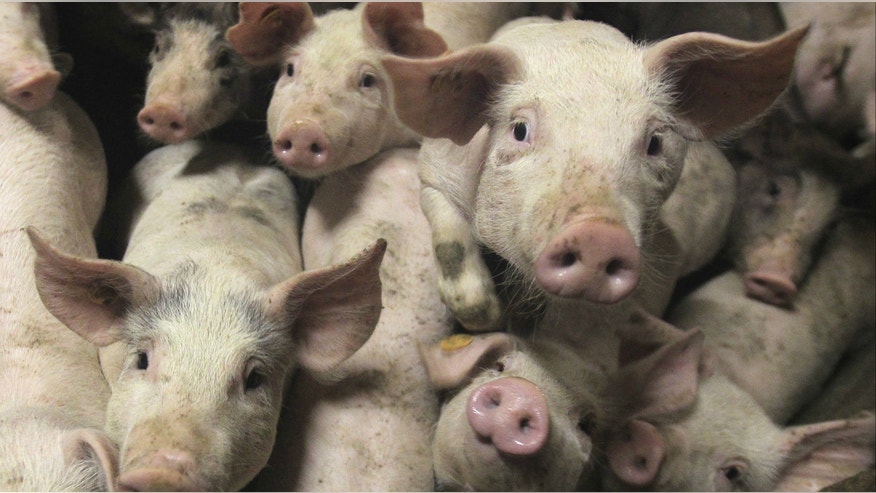 A bunch of pigs_Reuters.jpg