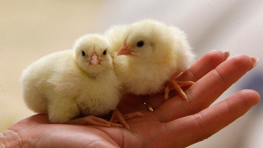 Babychicks.jpg
