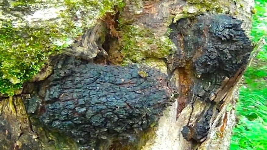 Chaga.jpg