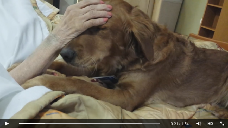 Therapy dog goes viral
