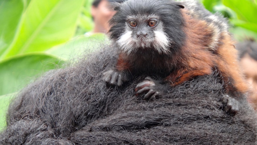 MonkeyPhoto.jpg