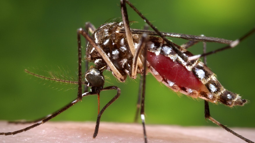 EE.UU.: Alerta por propagación de virus incurable transmitido por mosquitos Mosquito%20on%20skin_Reuters