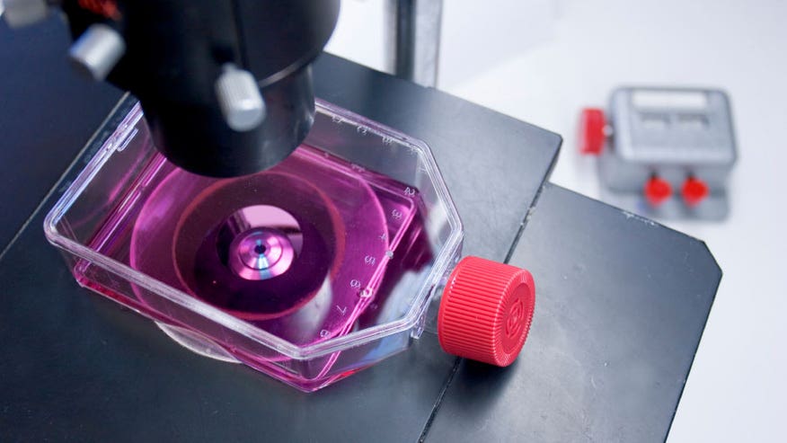 New-Stem-Cell-Pic.jpg