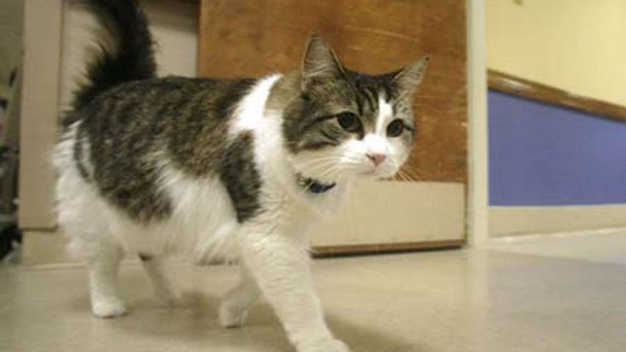 Oscar_cat900.jpg
