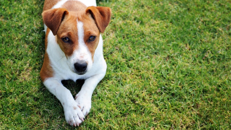 Puppy-Dog.jpg