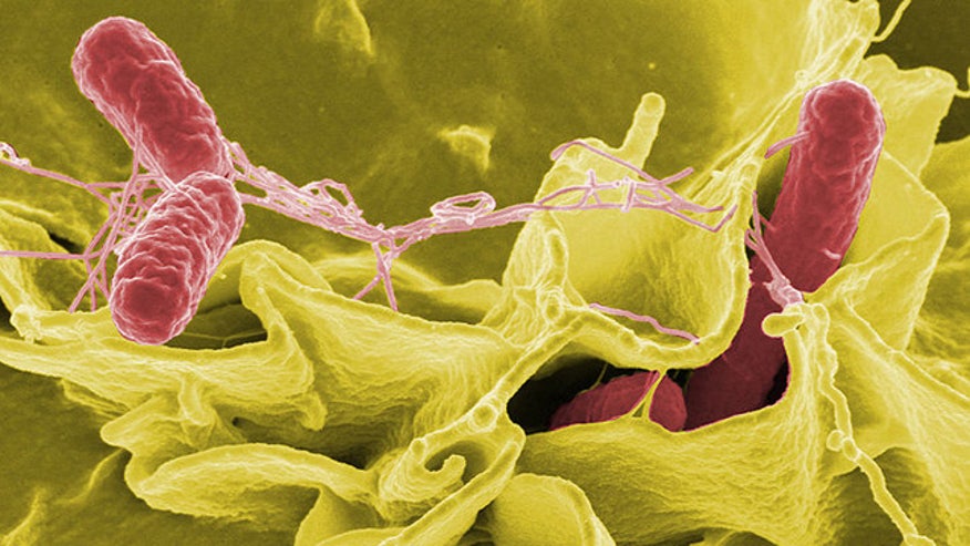 Salmonella NIH