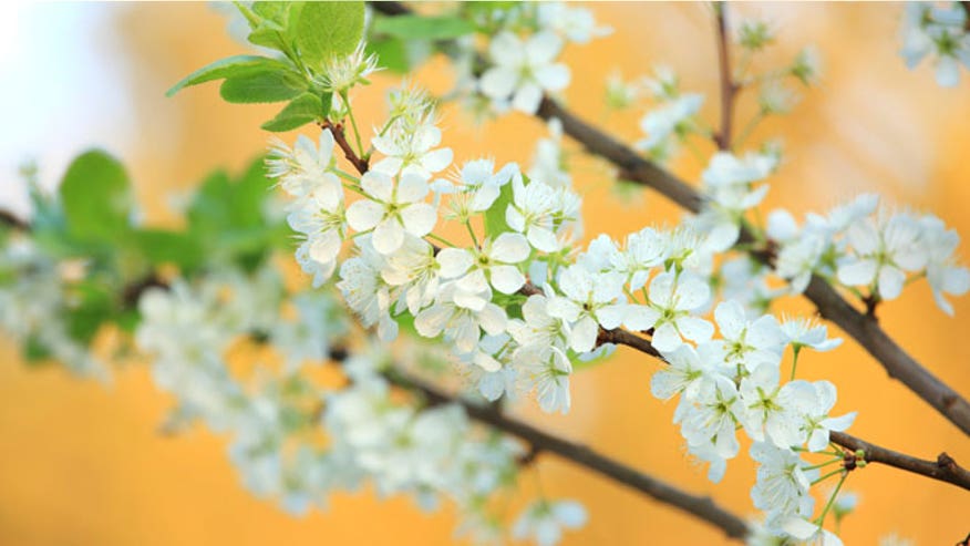 Tree-blooming.jpg