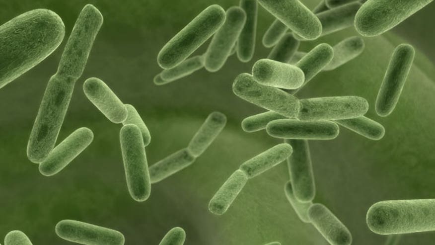 Bacteria