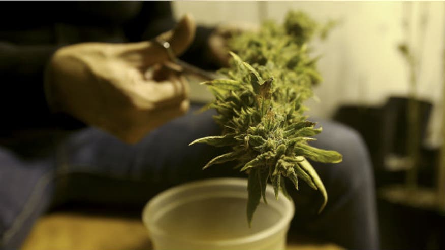 cannabis_growing_reuters.jpg